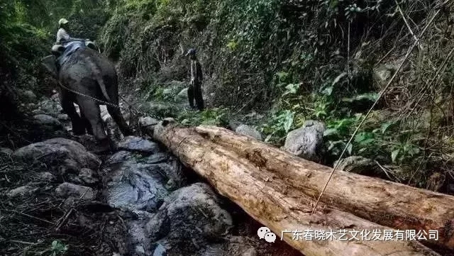 紅木木材是怎樣運出老撾深山老林的？(圖5)