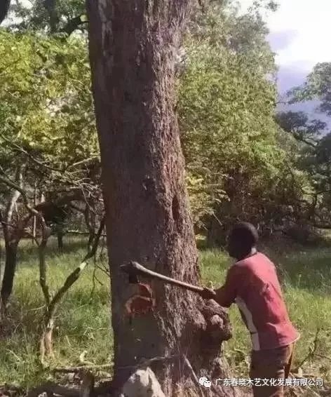 從非洲到中國(guó)，紅木的旅程可謂荊棘漫布(圖1)