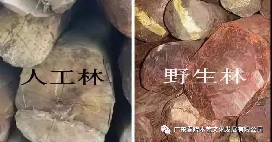 紅木人工林能代替野生林嗎？(圖3)
